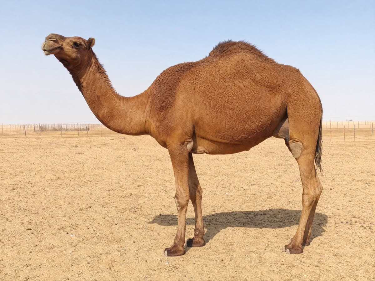 حمدة