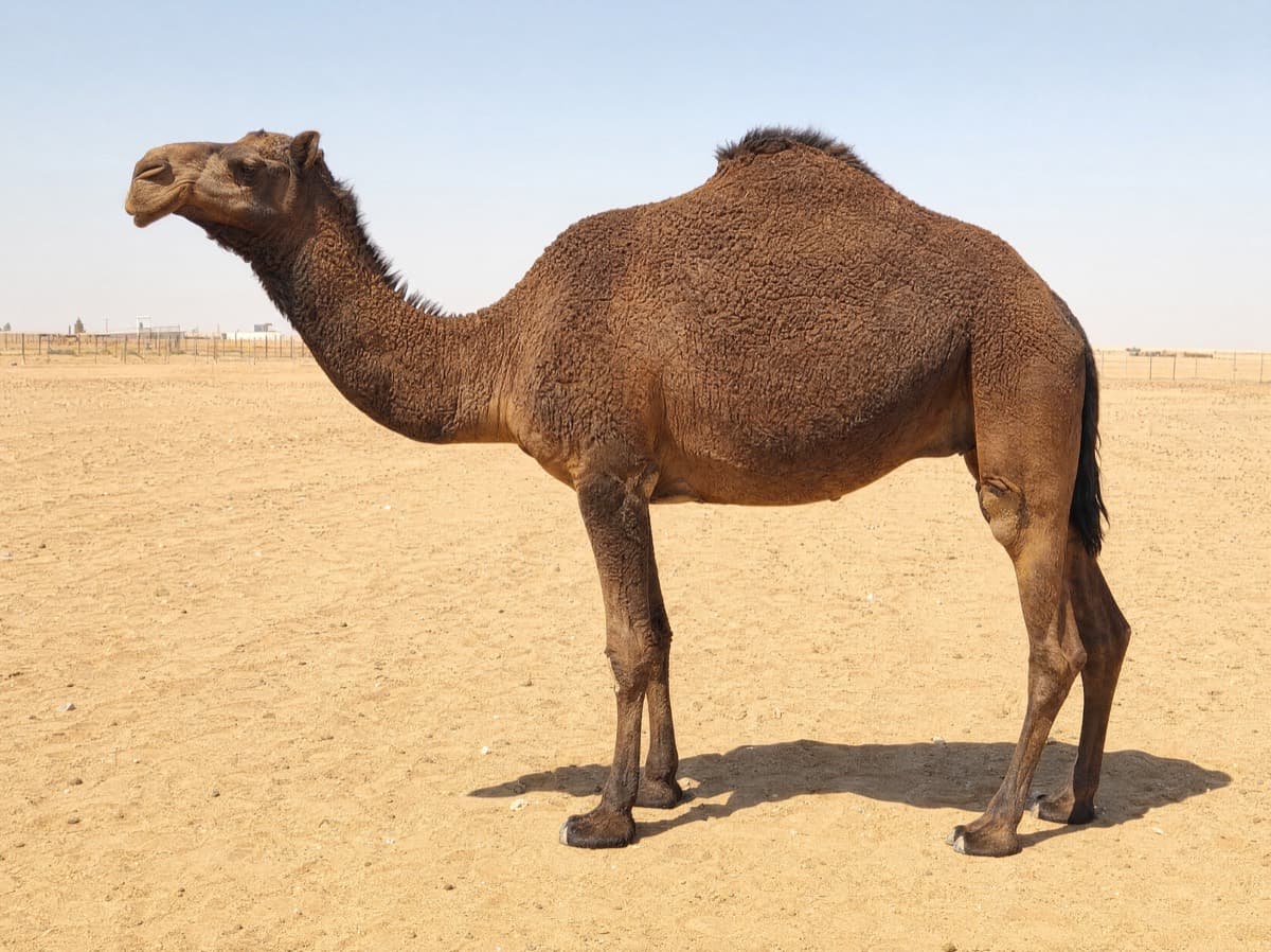 جمل من مجموعة المجاهيم من الجانب الأيسر